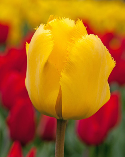 Tulipán strapkatý Crystal Star 12/+, 100 kusov